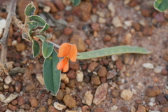 Tephrosia tinctoria